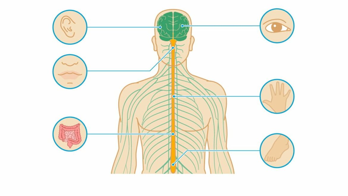 Managing The Symptoms Of Multiple Sclerosis With CBD